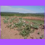 Flowers Growing in Adobe.jpg